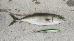 フクラギの釣果