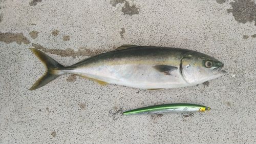 フクラギの釣果