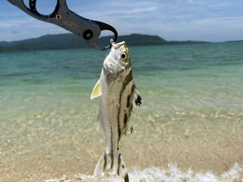 コトヒキの釣果