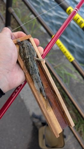 ウロハゼの釣果