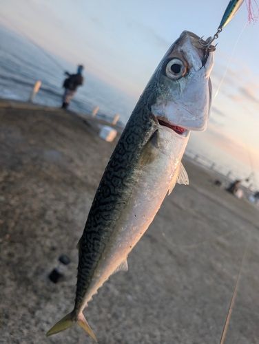 サバ