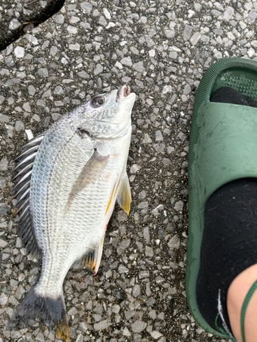 キジハタの釣果