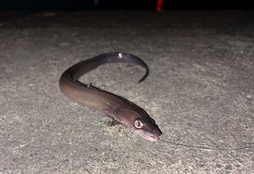 クロアナゴの釣果