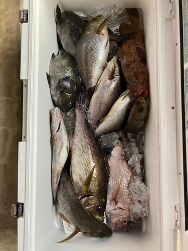 イサキの釣果