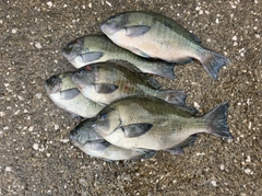 メジナの釣果