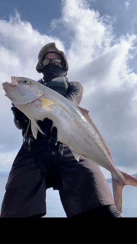 カンパチの釣果
