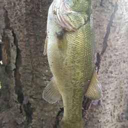 ラージマウスバス