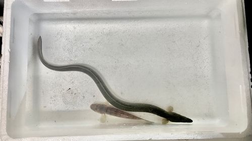 ウナギ