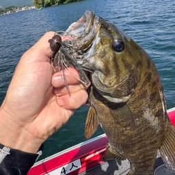 スモールマウスバス