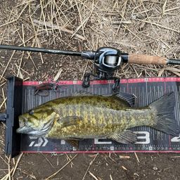 スモールマウスバス