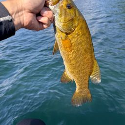 スモールマウスバス