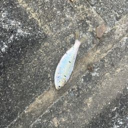 コノシロ