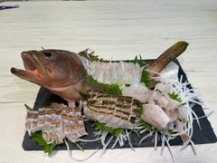 キジハタの釣果