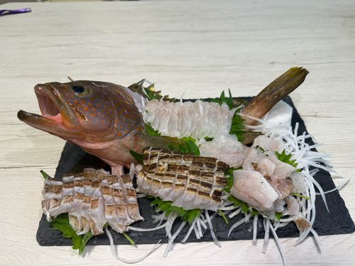 キジハタの釣果