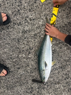 イナダの釣果