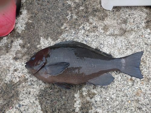 メジナの釣果
