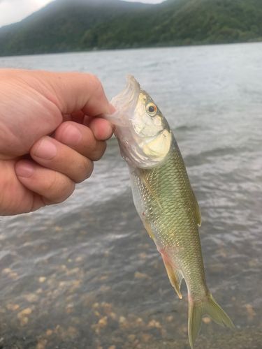 ハスの釣果
