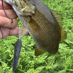 スモールマウスバス