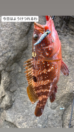 アコウの釣果