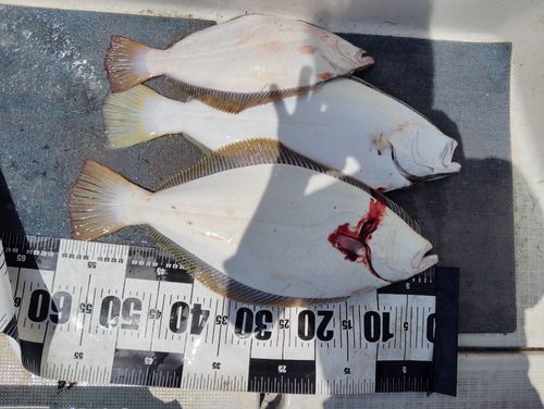 ヒラメの釣果