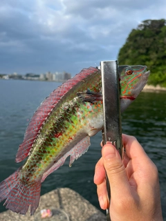 キュウセンの釣果
