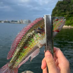 キュウセン