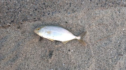 ショゴの釣果