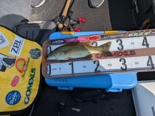 スモールマウスバスの釣果