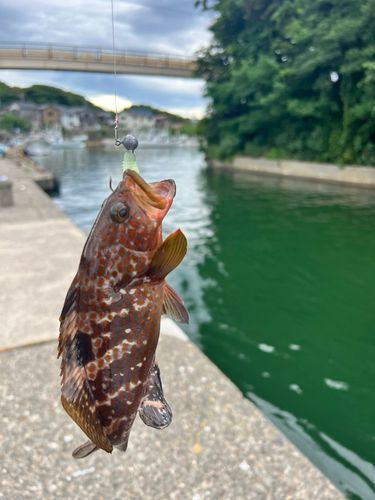 キジハタの釣果