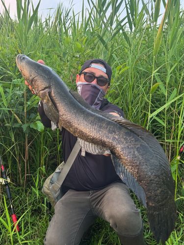 カムルチーの釣果