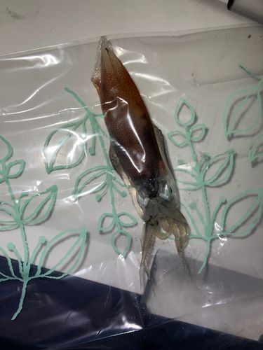 ケンサキイカの釣果