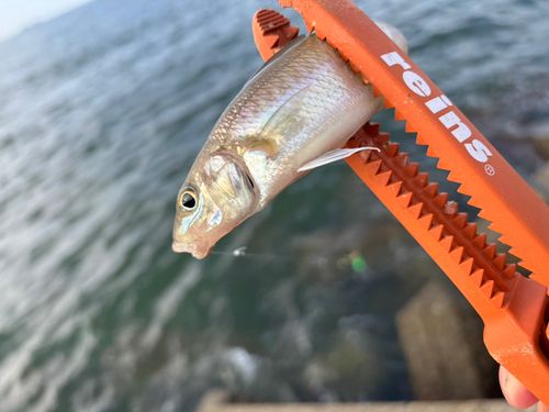 キスの釣果