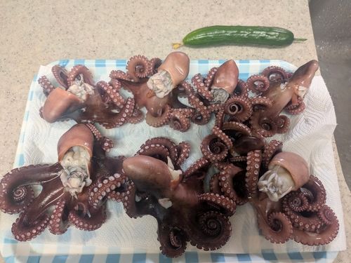 マダコの釣果
