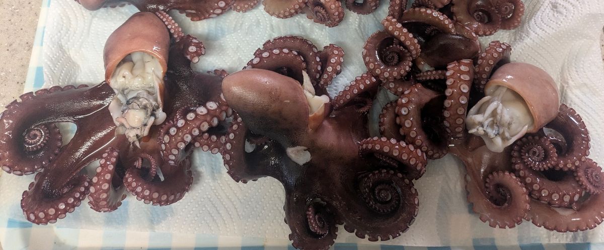 タコタチさんの釣果 3枚目の画像