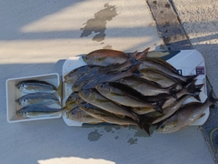 イサキの釣果