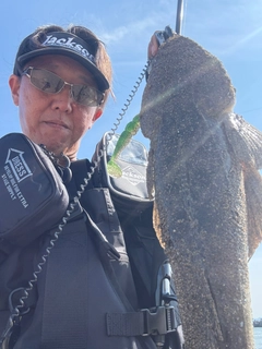 マゴチの釣果