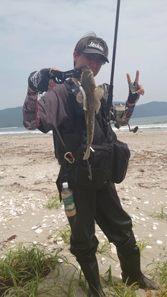 マゴチの釣果