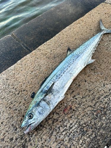 サゴシの釣果