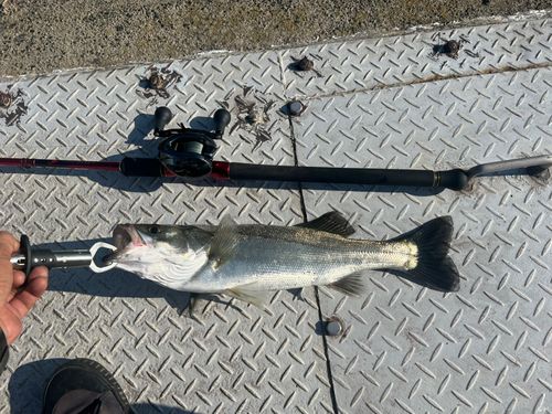 セイゴ（タイリクスズキ）の釣果