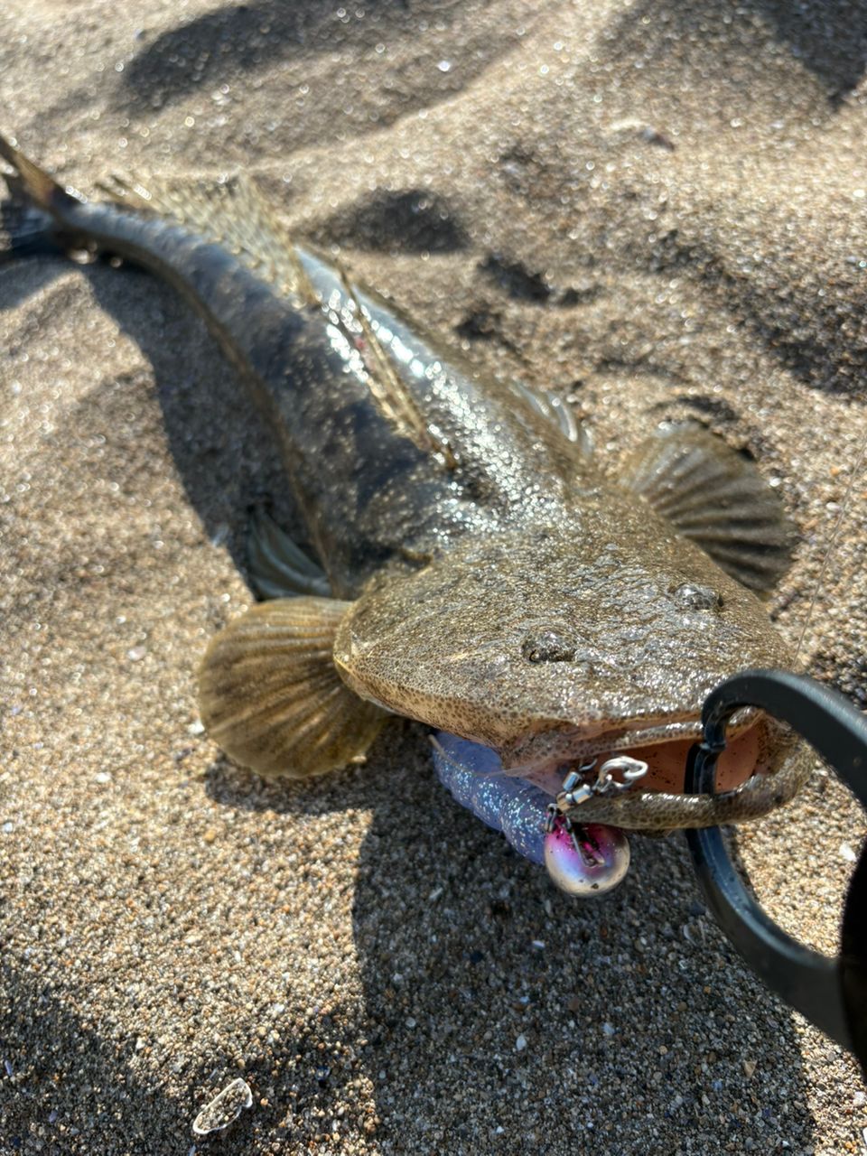 マゴチ