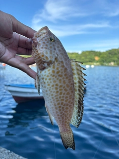 オオモンハタの釣果