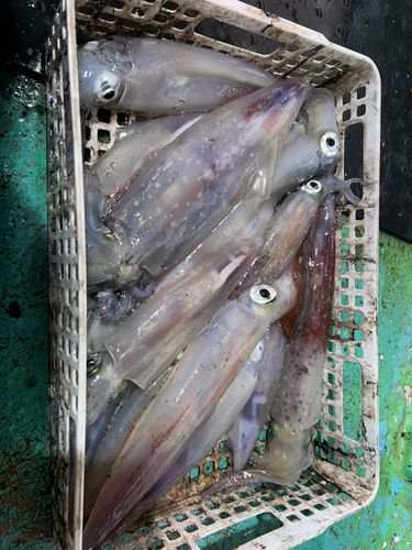 ケンサキイカの釣果