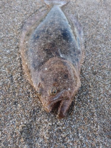 ソゲの釣果