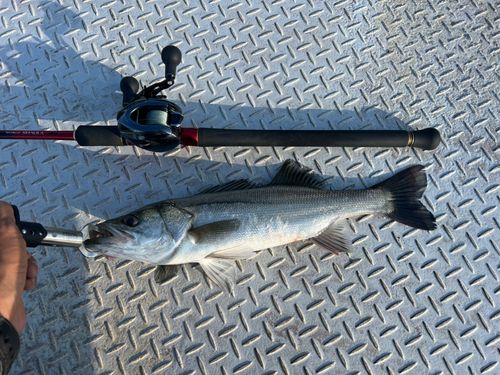 セイゴ（タイリクスズキ）の釣果