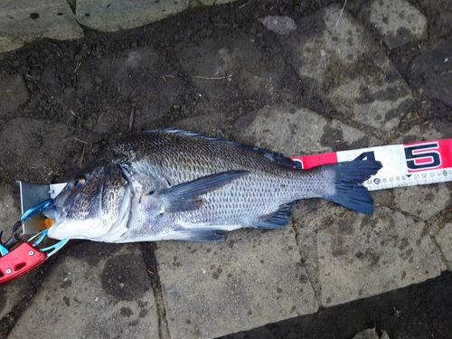 クロダイの釣果