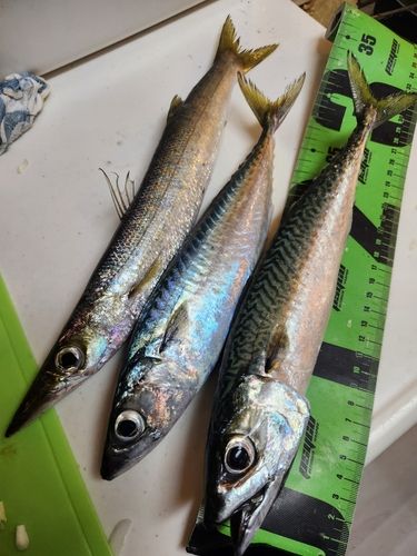 サバの釣果