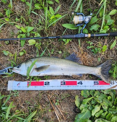 シーバスの釣果