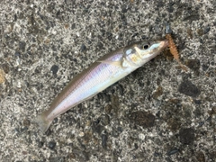 シロギスの釣果