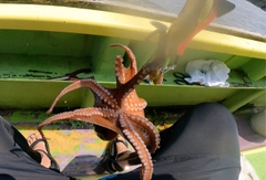 タコの釣果