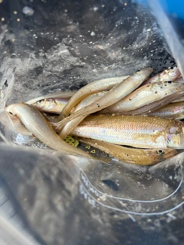 キスの釣果